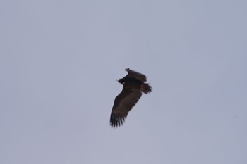 Cinereous Vulture Unknown Spots Tue, 1/10/2023