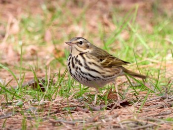 Olive-backed Pipit Kyoto Gyoen Sat, 1/21/2023