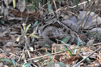 Eurasian Woodcock 高崎自然の森 Sun, 1/22/2023