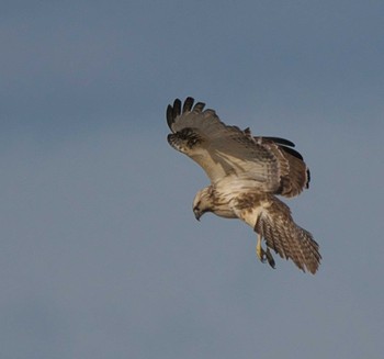 Eastern Buzzard 埼玉県 Wed, 1/18/2023