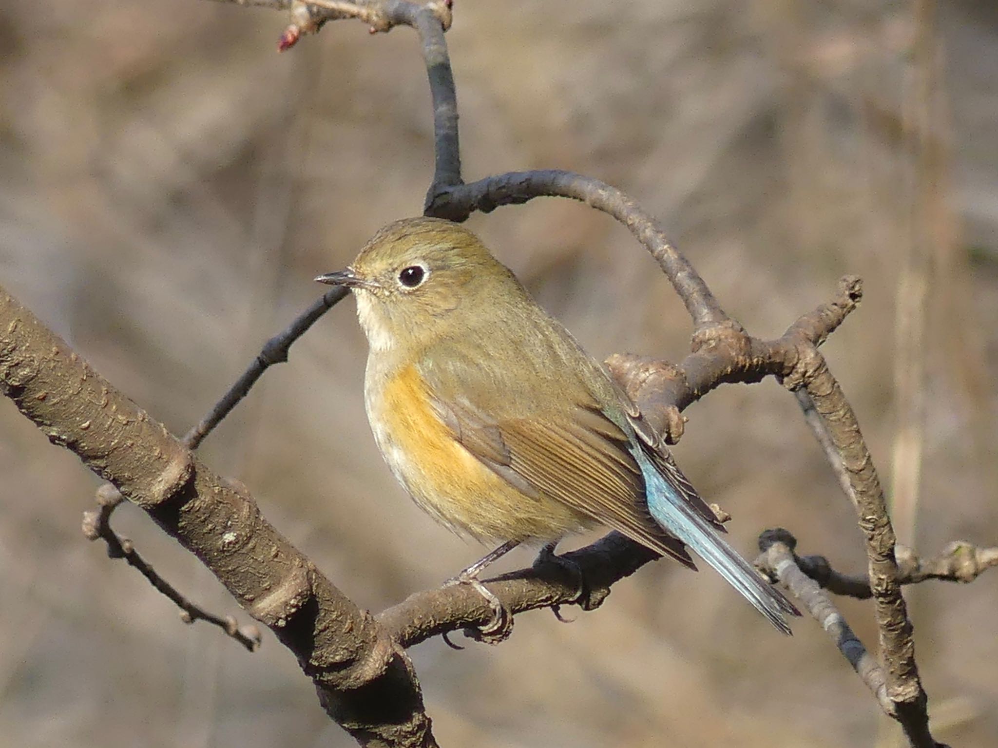 Red-flanked Bluetail