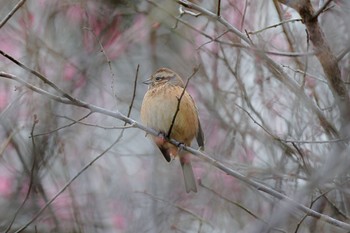 Meadow Bunting Kodomo Shizen Park Sun, 1/22/2023