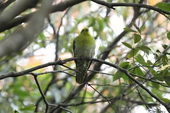 White-bellied Green Pigeon Akashi Park Sun, 12/4/2022