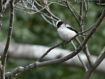 Long-tailed Tit 江津湖 Mon, 1/23/2023