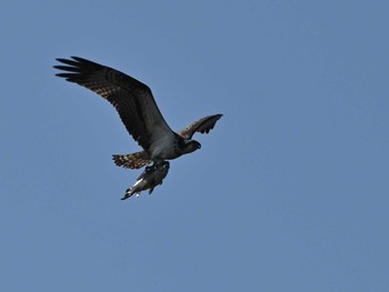 2023年1月23日(月) 江津湖の野鳥観察記録