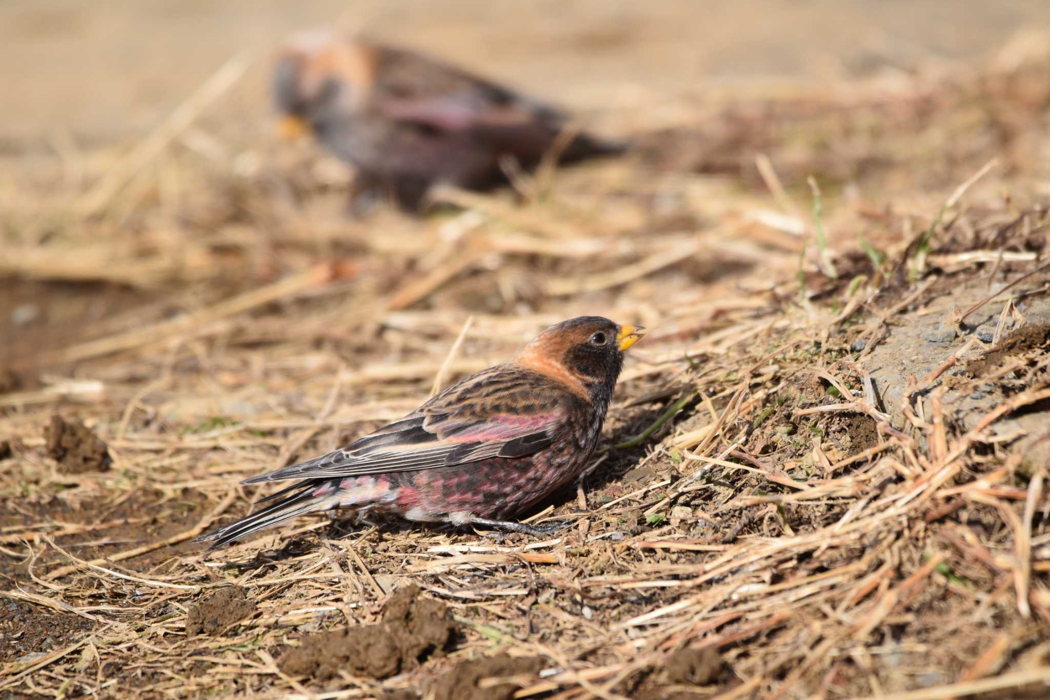 Asian Rosy Finch