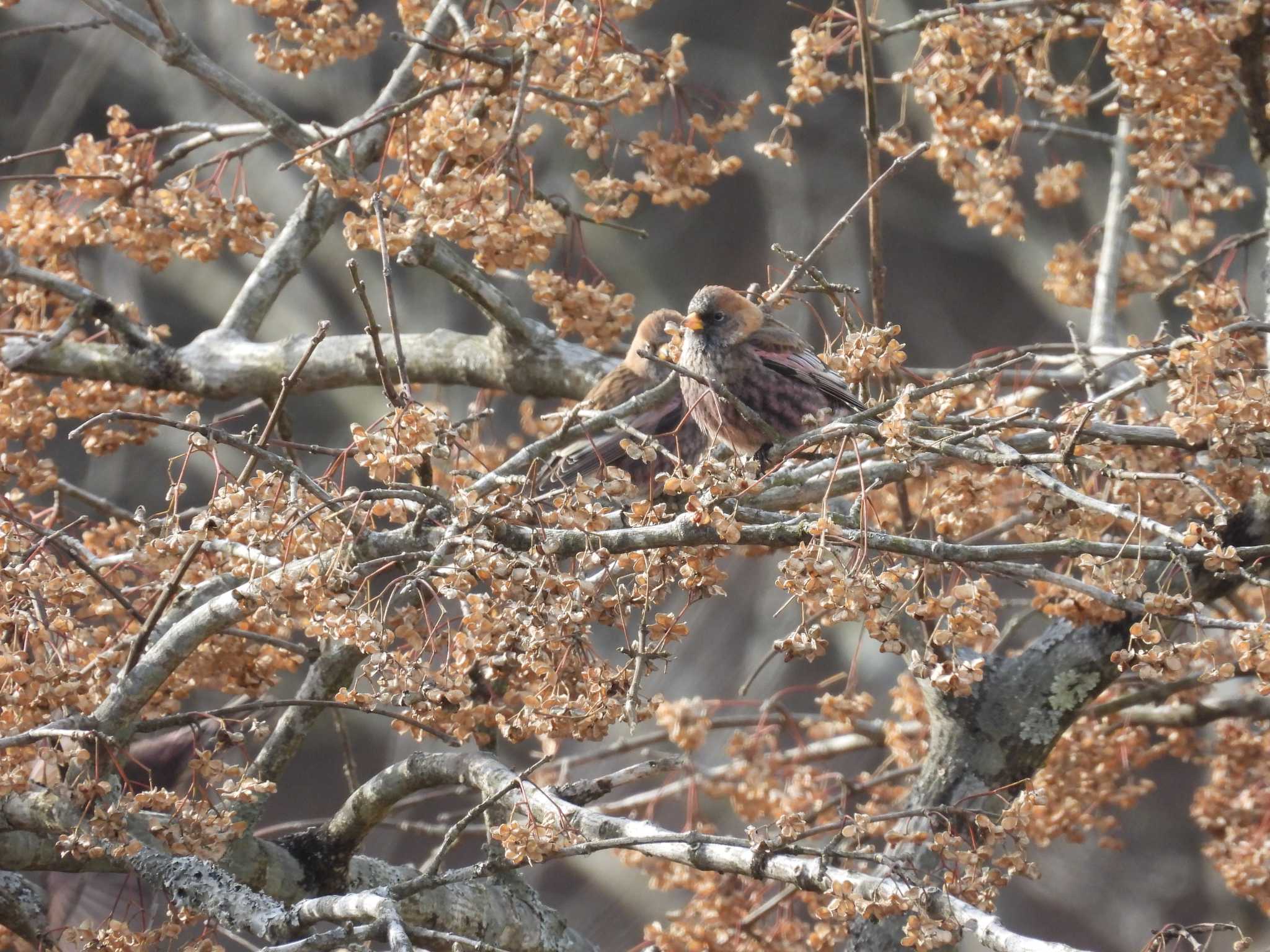 Photo of Asian Rosy Finch at Mt. Tsukuba by みやさん