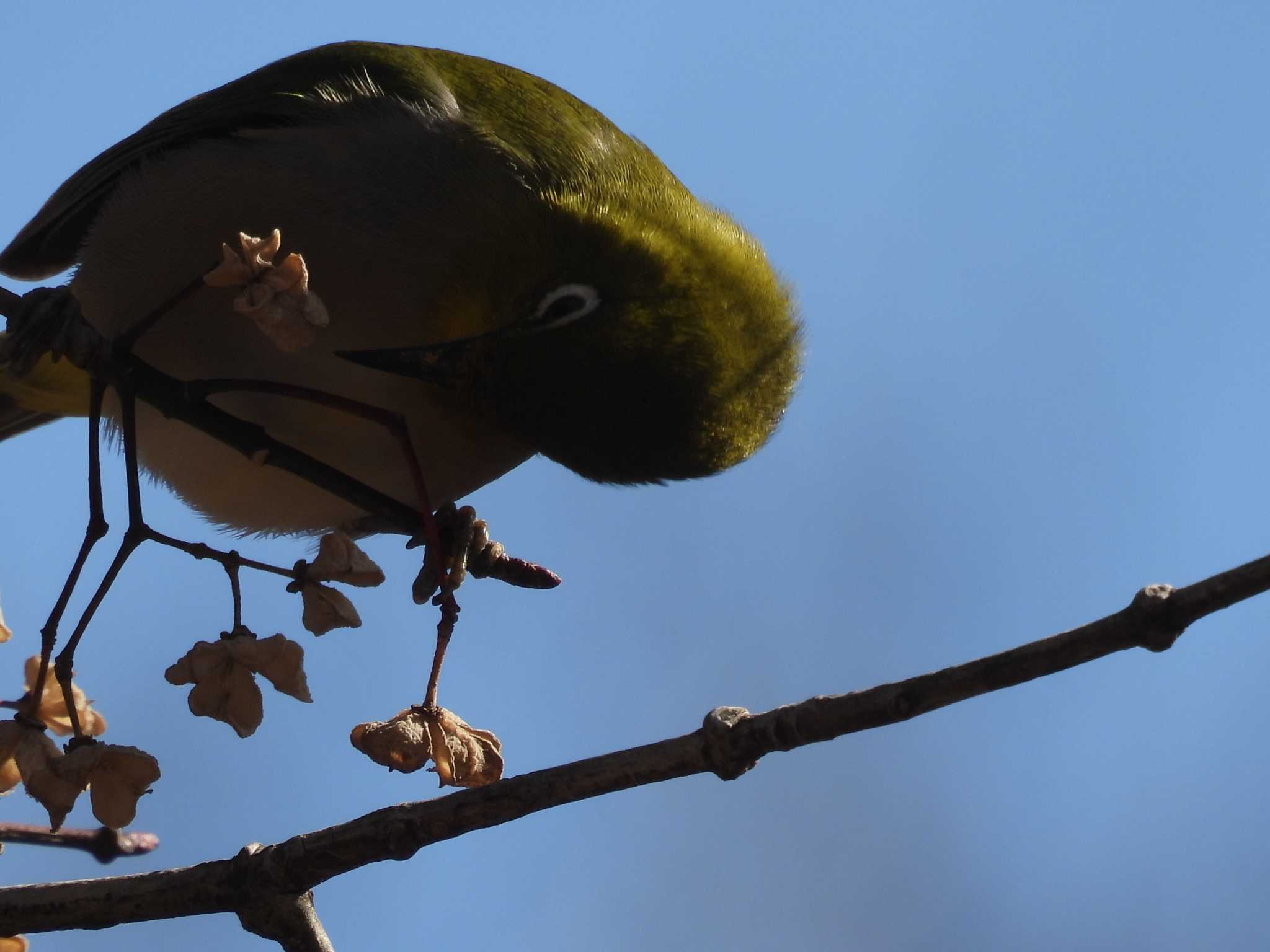 Photo of Warbling White-eye at Mt. Tsukuba by みやさん