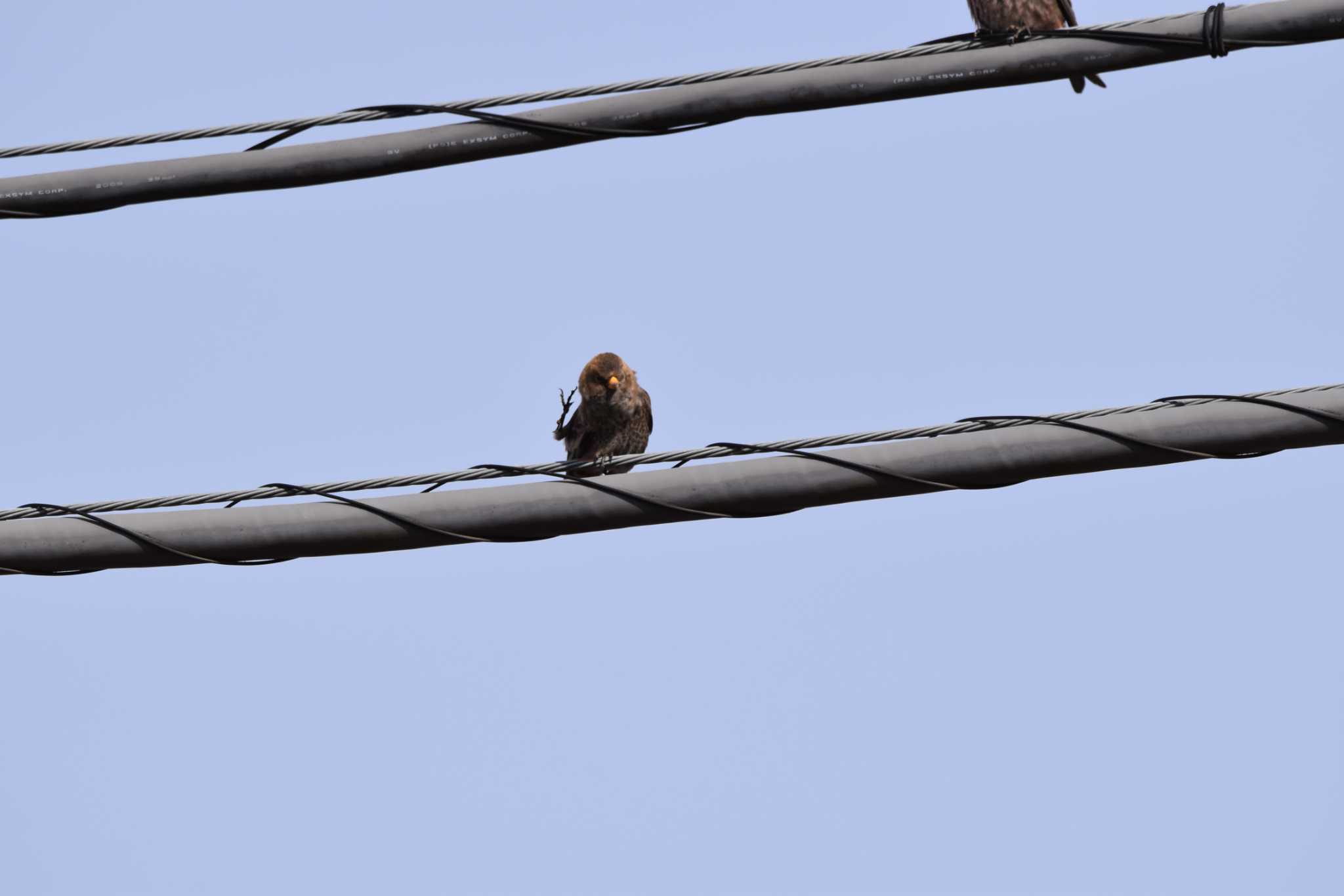 Photo of Asian Rosy Finch at Mt. Tsukuba by みやさん