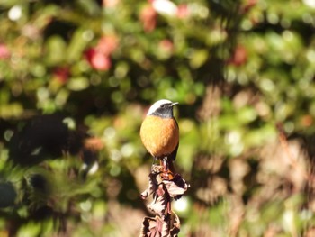 Daurian Redstart 御勅使南公園 Fri, 12/30/2022