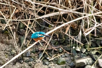 Common Kingfisher 山口県下松市末武川 Mon, 1/23/2023