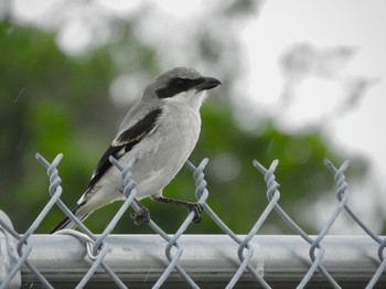 Loggerhead Shrike Orlando, Florida Sun, 6/26/2022