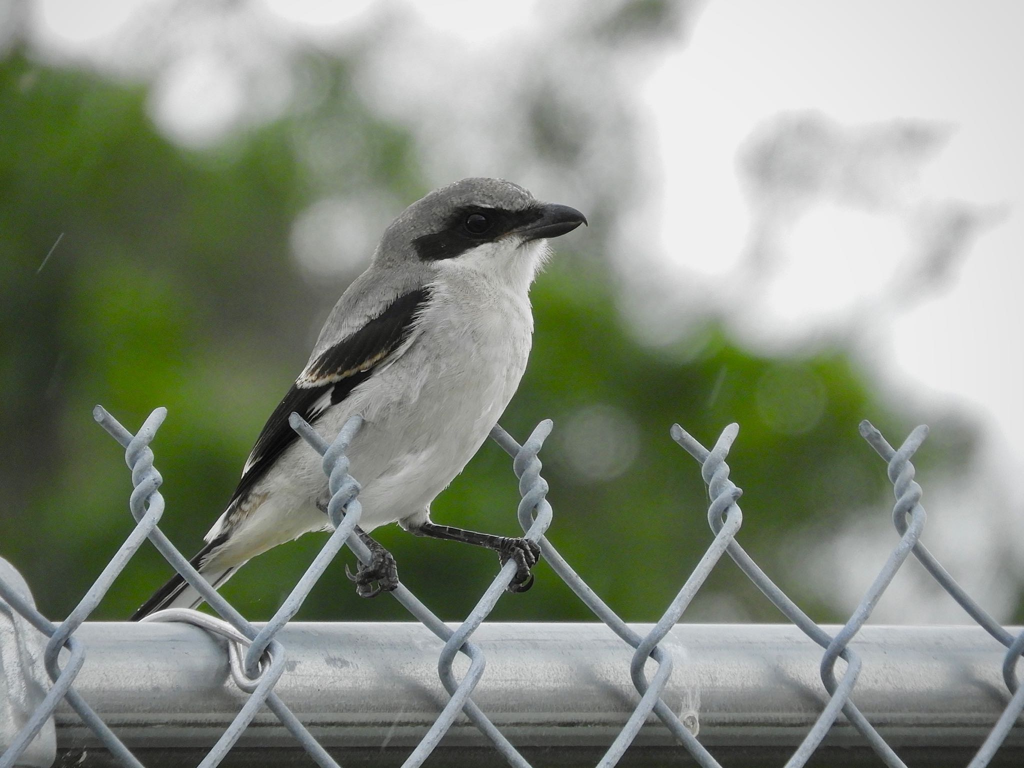 Photo of Loggerhead Shrike at Orlando, Florida by たっちゃん365