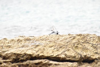 White Wagtail 奄美大島 ハートロック Thu, 3/22/2018