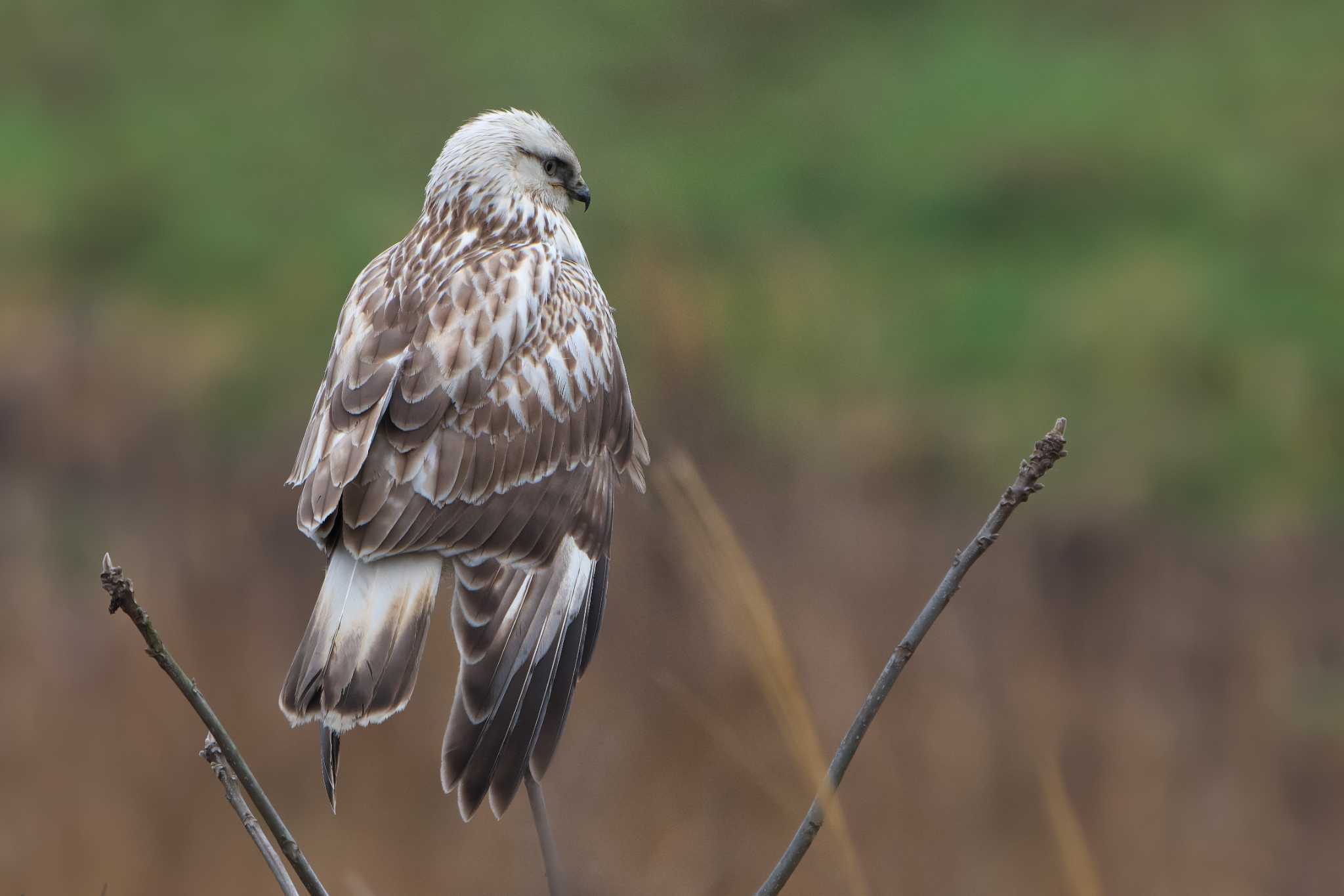 Rough-legged Buzzard