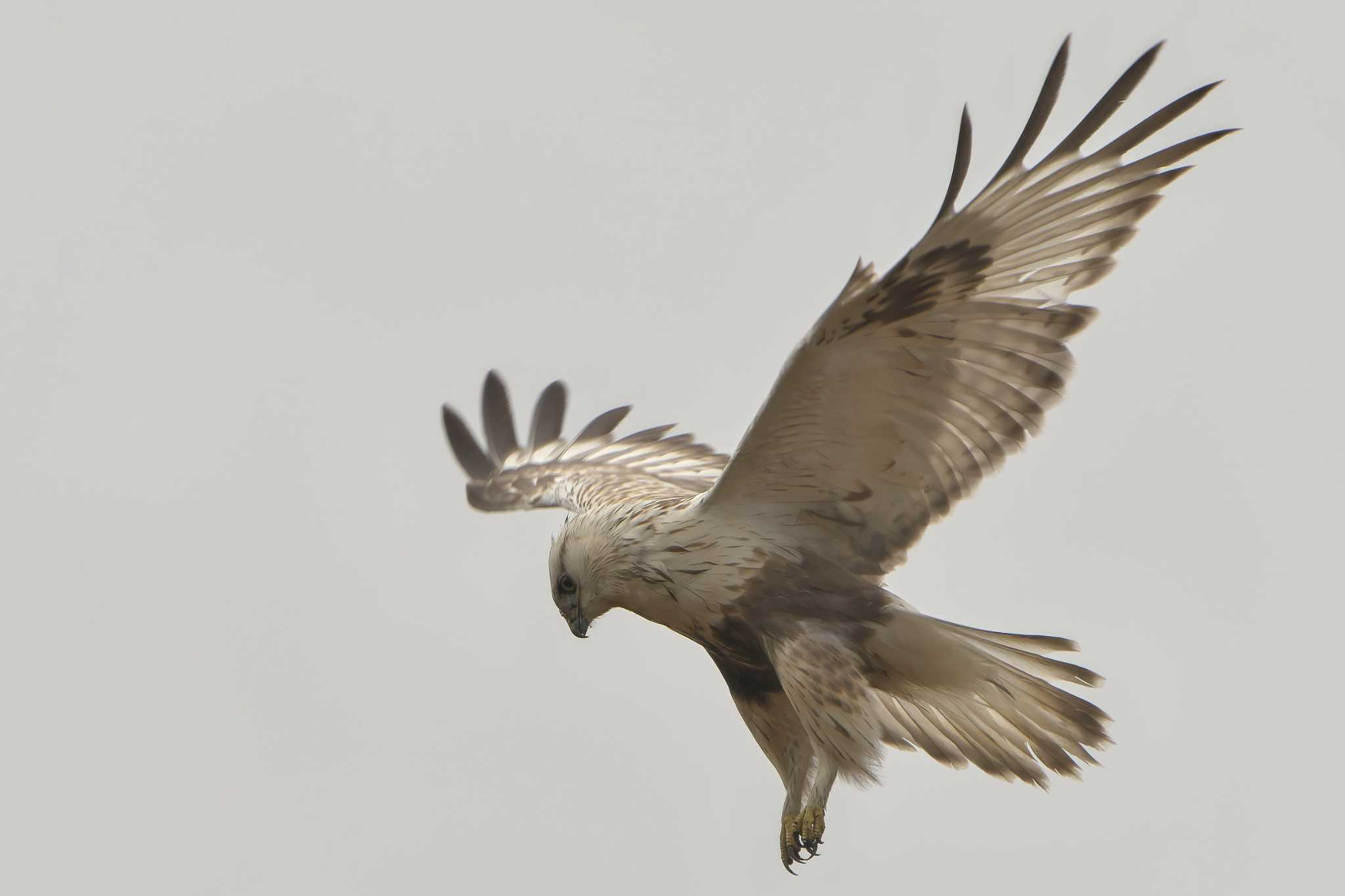 Photo of Rough-legged Buzzard at 豊岡市 by 禽好き