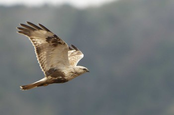 Sun, 1/15/2023 Birding report at 豊岡市