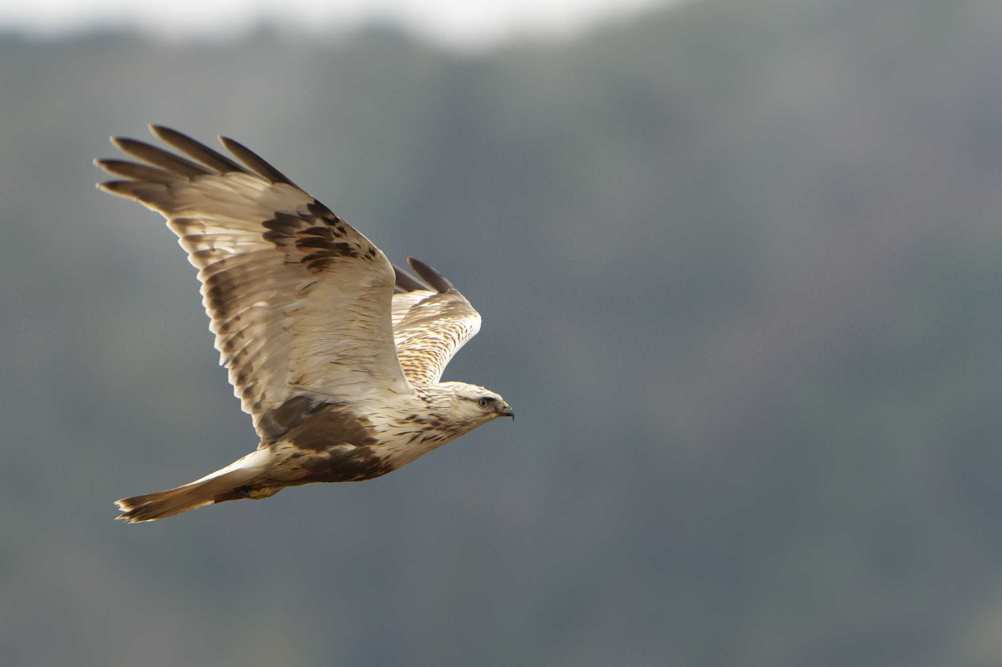 Rough-legged Buzzard