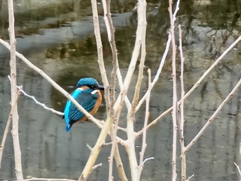 2023年1月23日(月) 八田川(春日井市)の野鳥観察記録