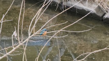 カワセミ 八田川(春日井市) 2023年1月23日(月)