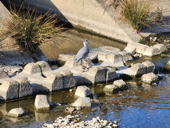 アオサギ 八田川(春日井市) 2023年1月23日(月)