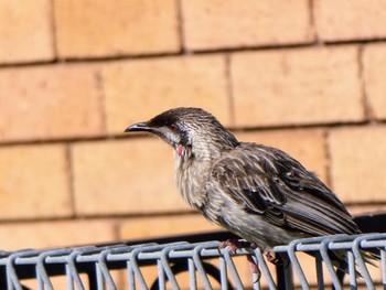 アカミミダレミツスイ Woy Woy, NSW, Australia 2023年1月21日(土)