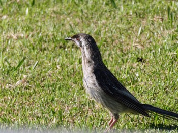 Red Wattlebird Woy Woy, NSW, Australia Sat, 1/21/2023