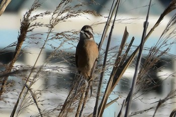 Meadow Bunting 北区 こどもの水辺 (東京都) Mon, 1/2/2023