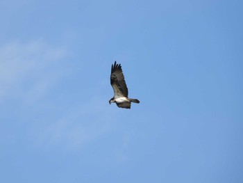 2023年1月22日(日) 手賀沼の野鳥観察記録