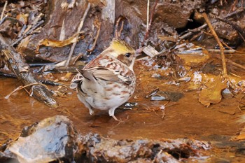 2023年1月21日(土) 多摩森林科学園の野鳥観察記録