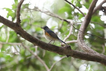 Red-flanked Bluetail Akashi Park Sun, 12/4/2022