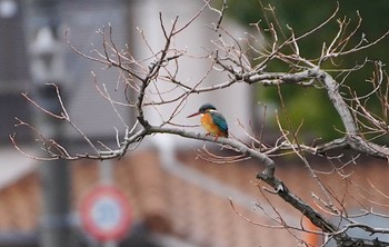 カワセミ 万代池 2023年1月23日(月)