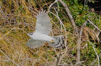 2023年1月23日(月) 万代池の野鳥観察記録