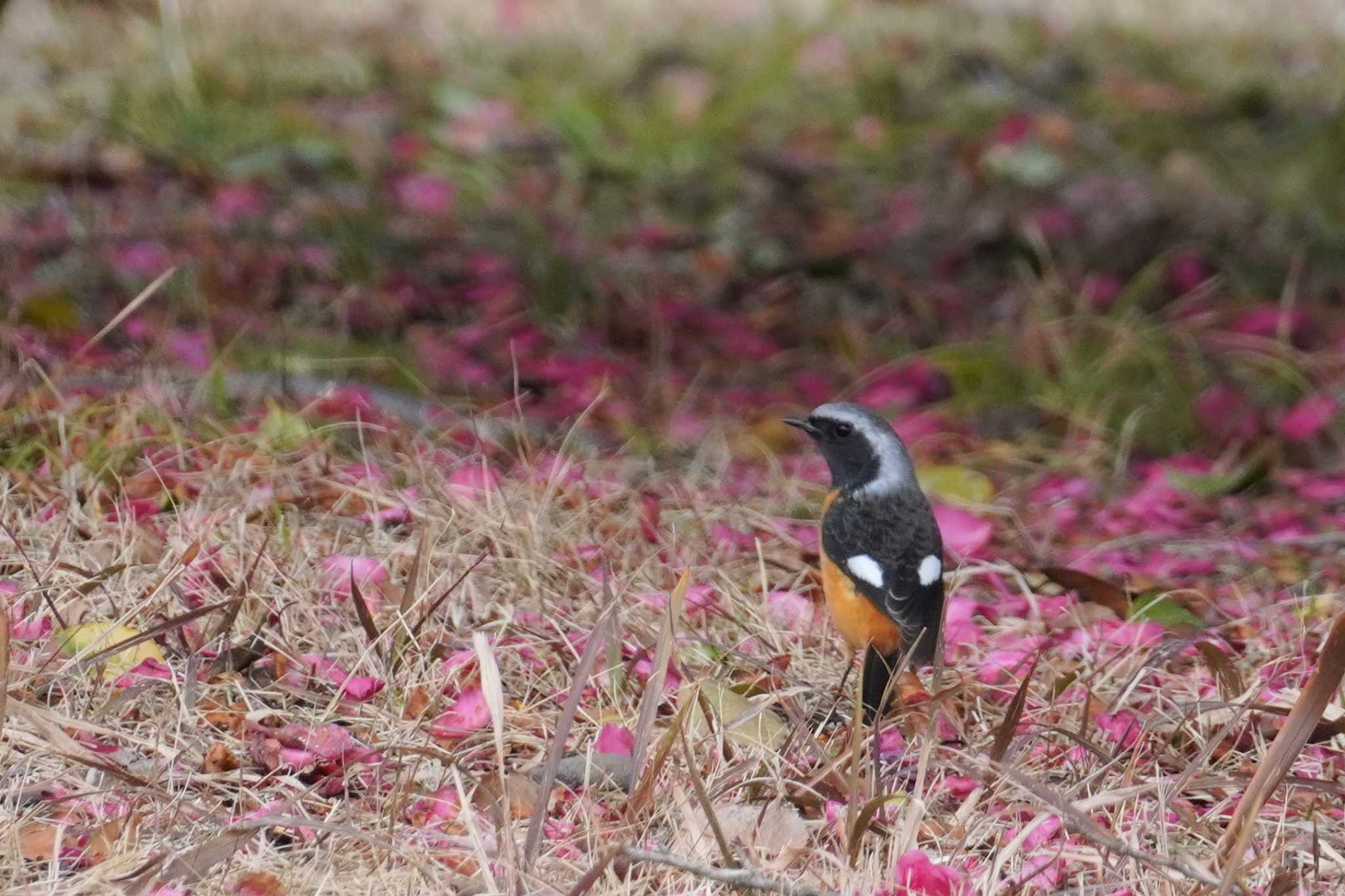 ジョウビタキ