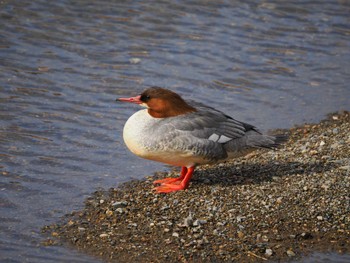 Sun, 1/22/2023 Birding report at 鴨川