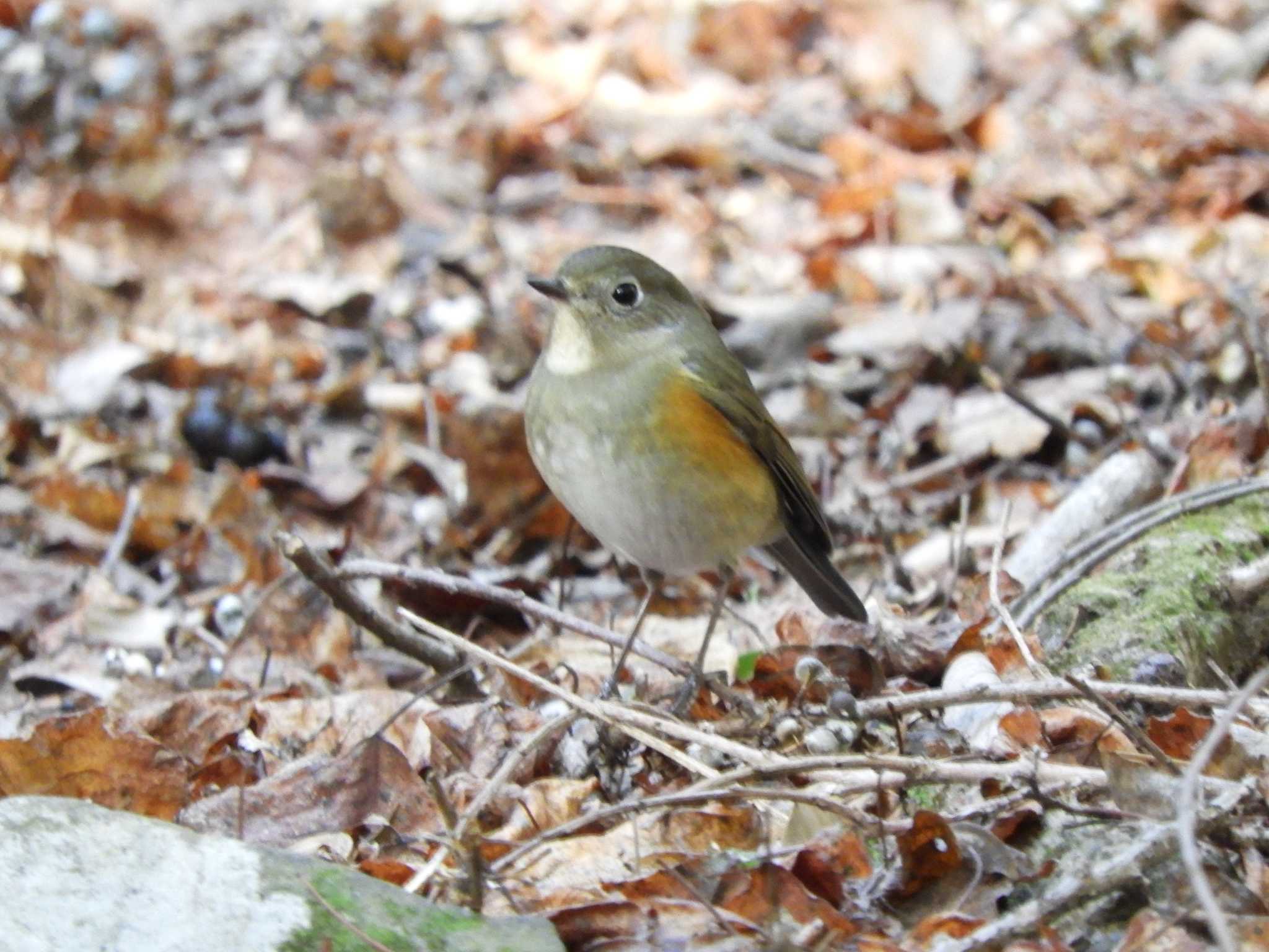 Red-flanked Bluetail