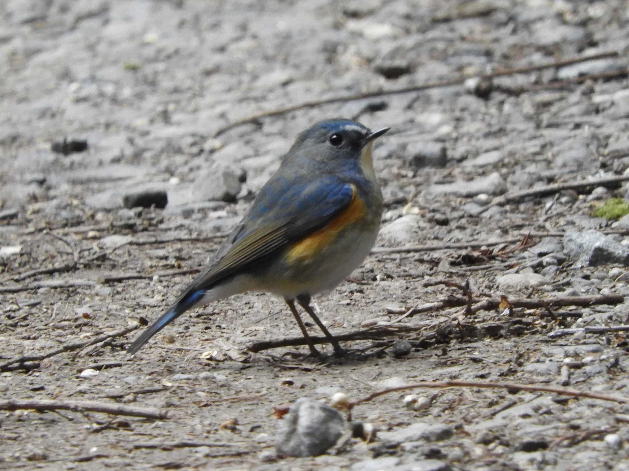 Red-flanked Bluetail