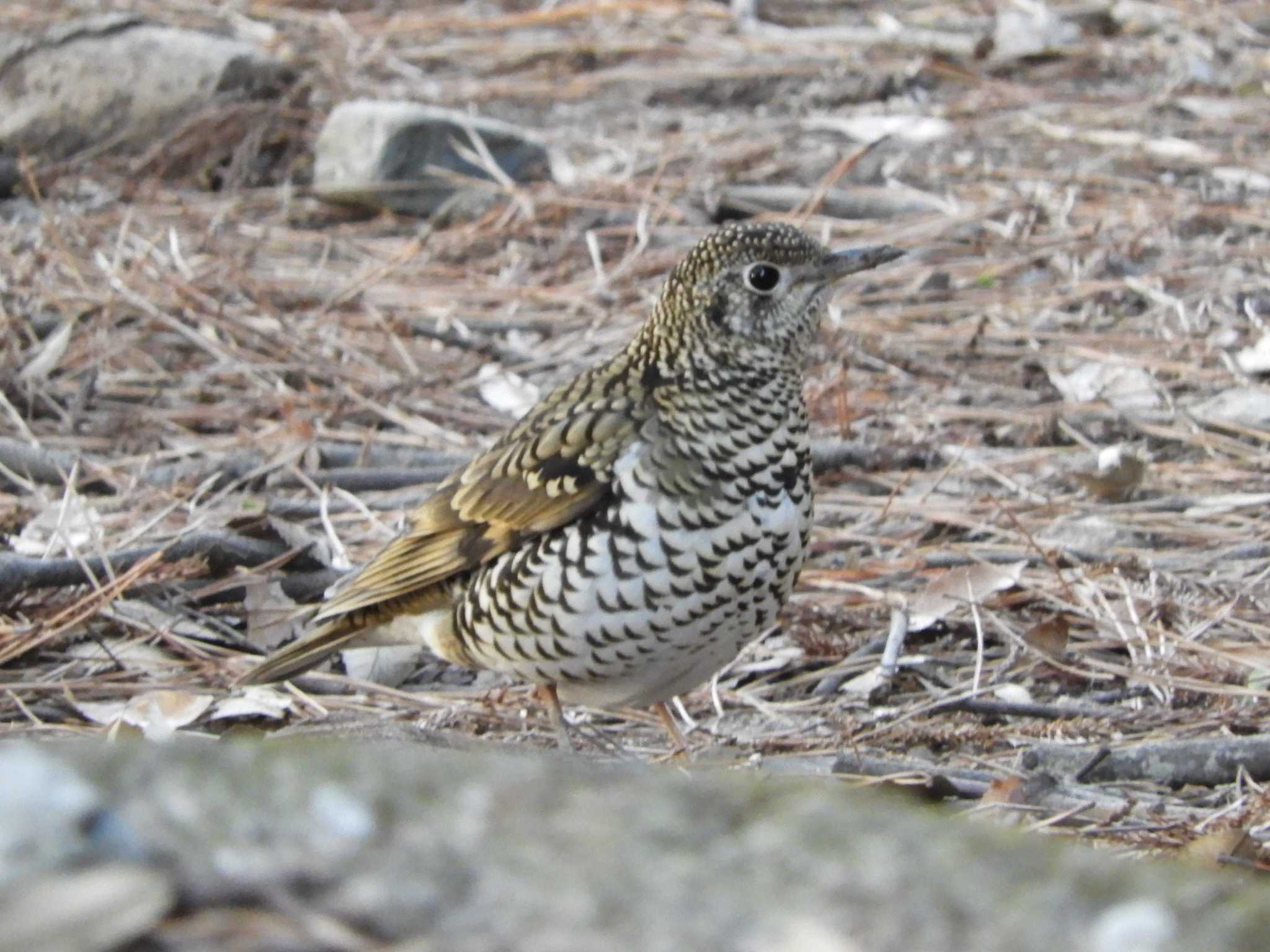 White's Thrush