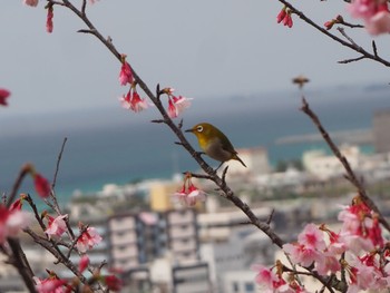 Warbling White-eye 名護 Sun, 1/22/2023