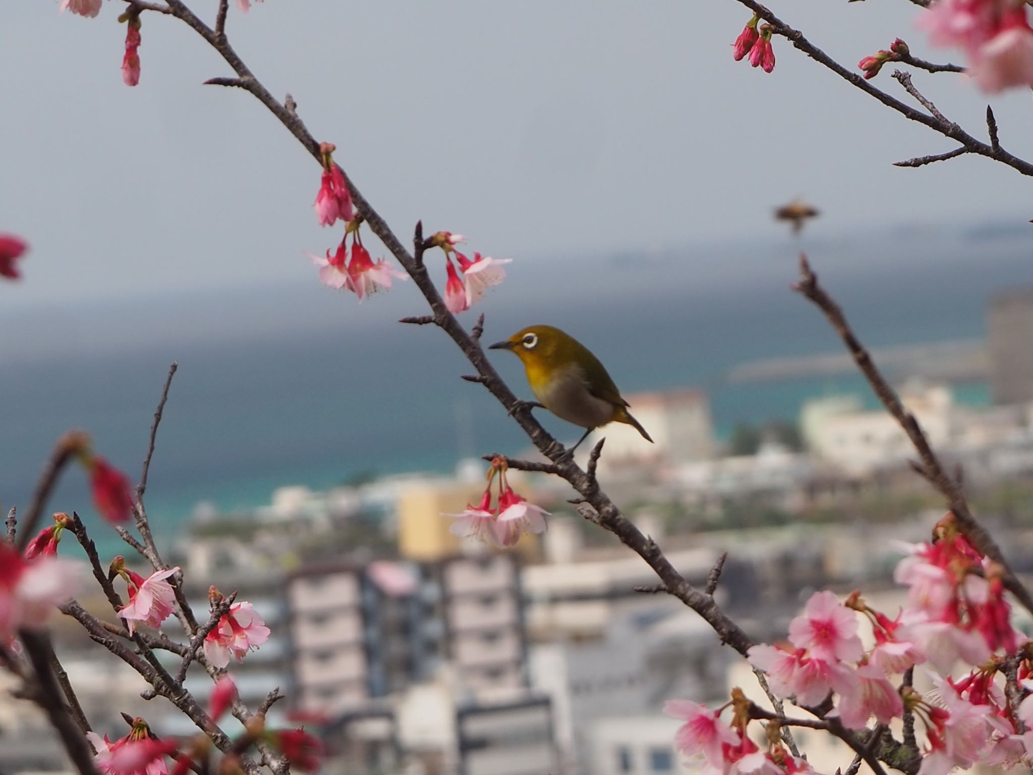 Photo of Warbling White-eye at 名護 by mk623