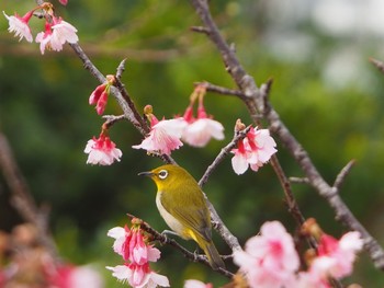 Warbling White-eye 名護 Sun, 1/22/2023