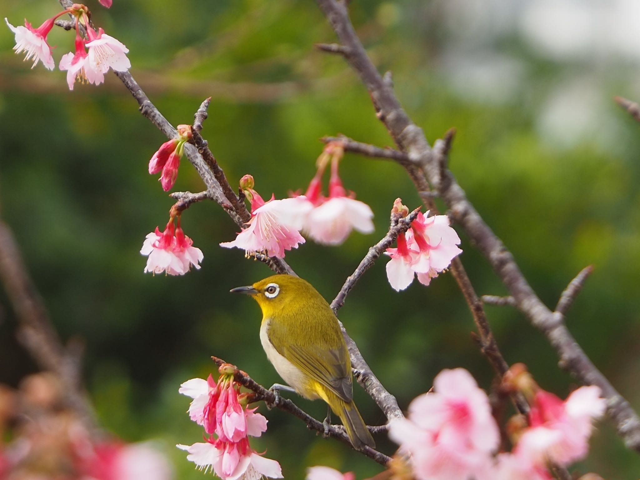 Photo of Warbling White-eye at 名護 by mk623