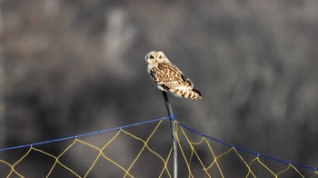 2023年1月22日(日) 南牧村&北杜市の野鳥観察記録