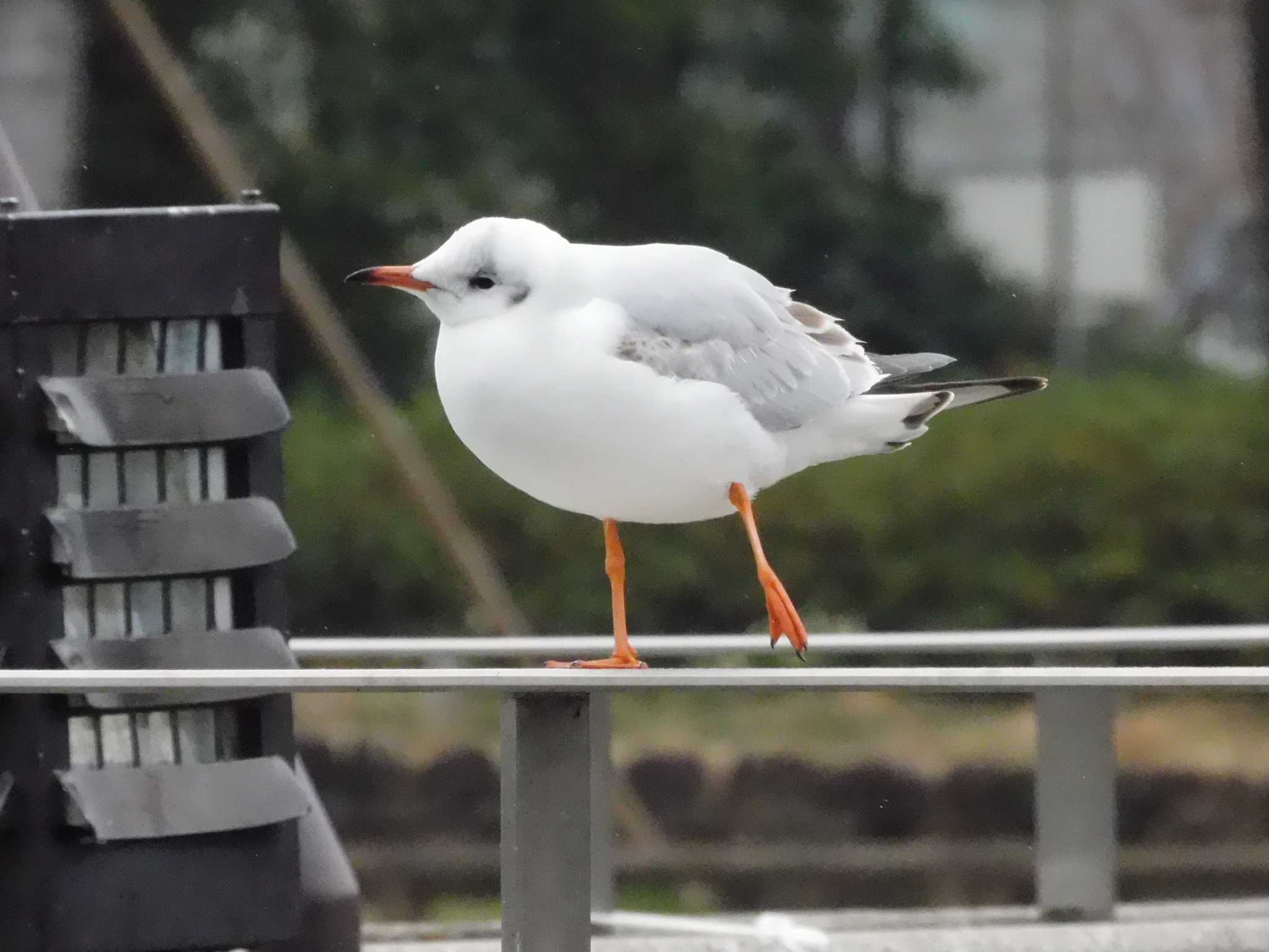 都立浮間公園 ユリカモメの写真 by morinokotori