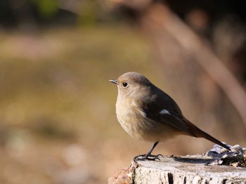 Daurian Redstart 柏 Sun, 1/22/2023