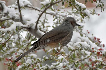 Brown-eared Bulbul 自宅庭(福岡市) Sun, 1/24/2016