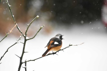 Daurian Redstart 自宅庭(福岡市) Sun, 1/24/2016