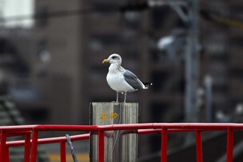 Lesser Black-backed Gull 天白川 Mon, 1/23/2023