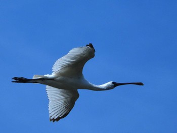 クロツラヘラサギ 厚狭川河口 2022年4月1日(金)