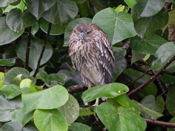 2023年1月23日(月) Sungei Buloh Wetland Reserveの野鳥観察記録